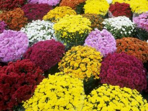 mums - multicolored plants