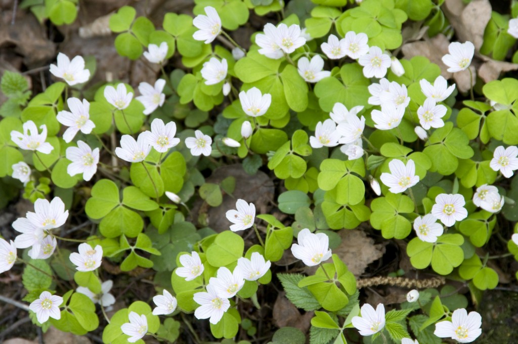 Wood Sorrel (Oxalis) flowers in spring, close-up