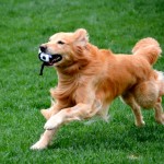 Bark at The Park!  Mostly Needlepoint