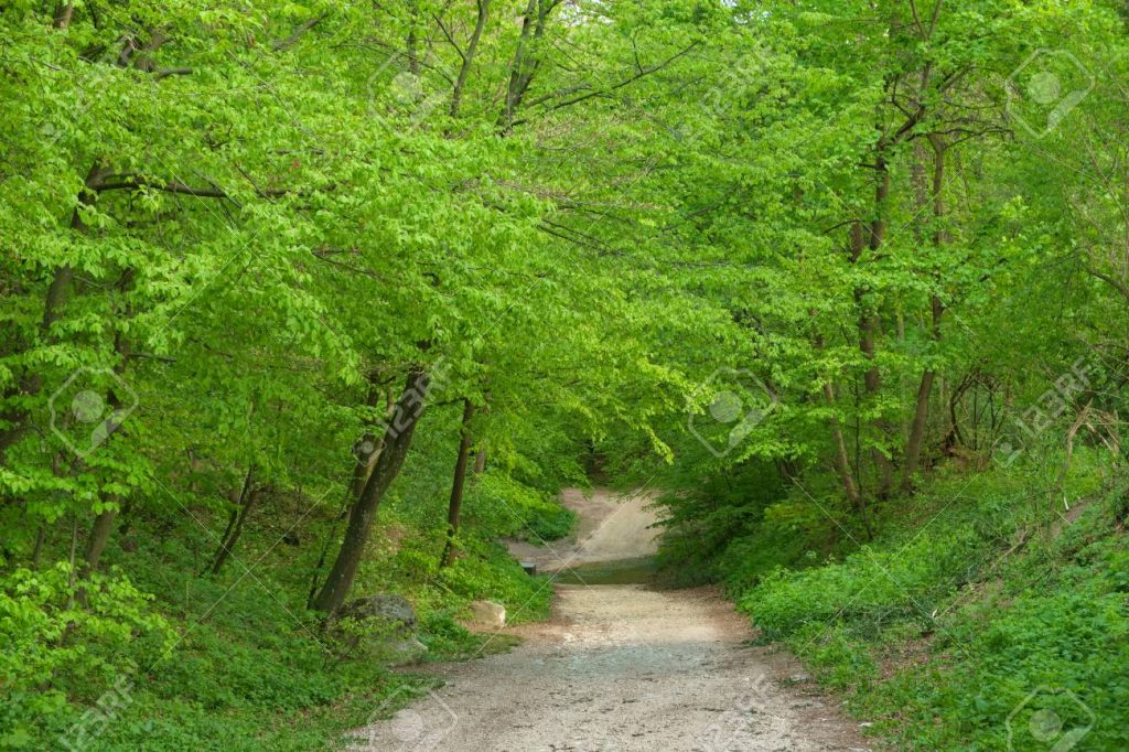 Spring forest path