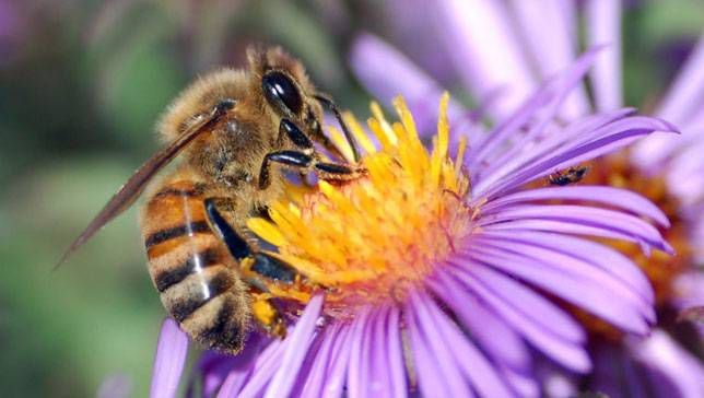 Honeybee on Purple Flower