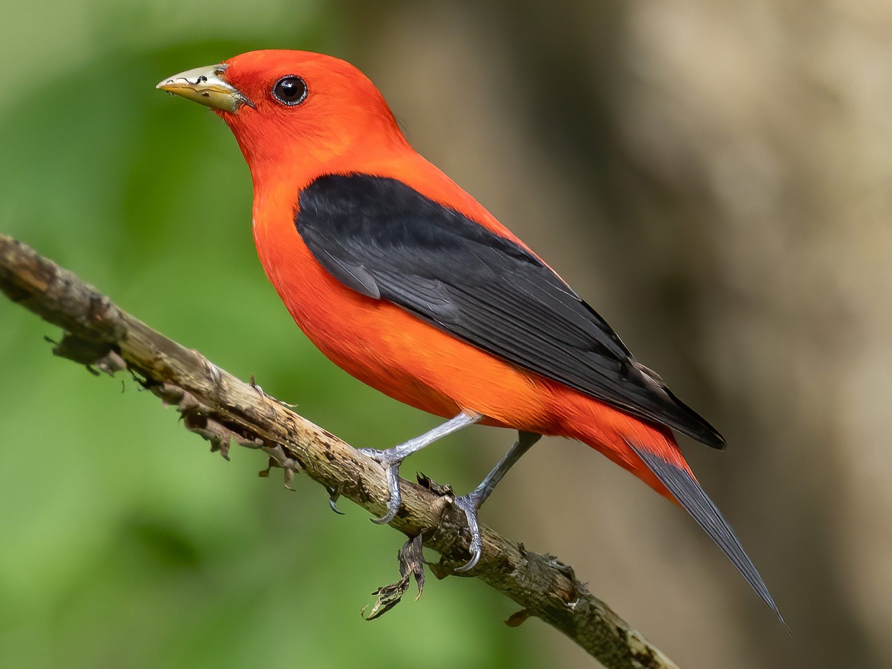 Scarlet Tanager - a small bird with orange/red feathers and black wings