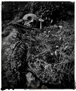 Black & White Photo of Scull in Woods