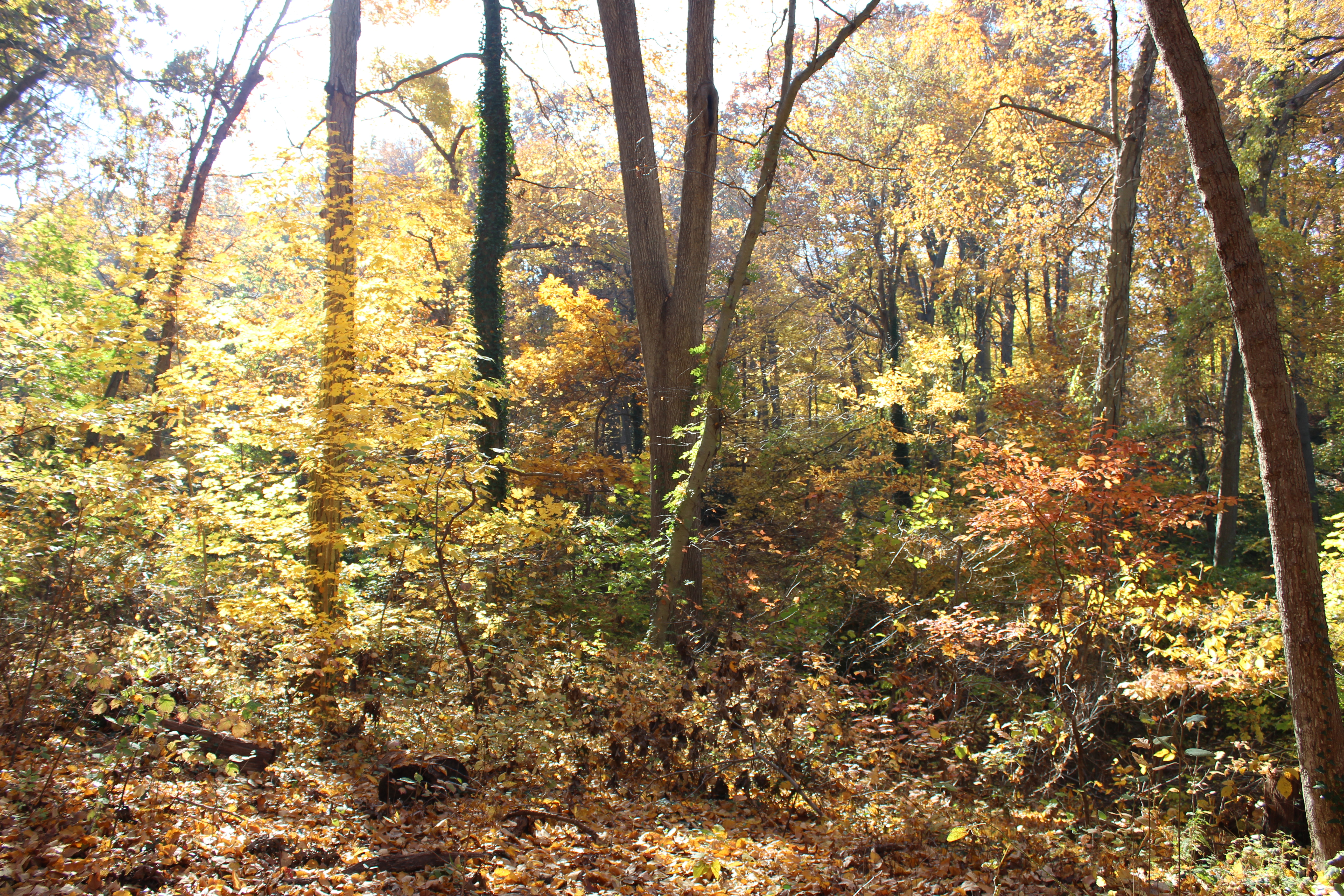 Guided Nature Walk along Autumn woods