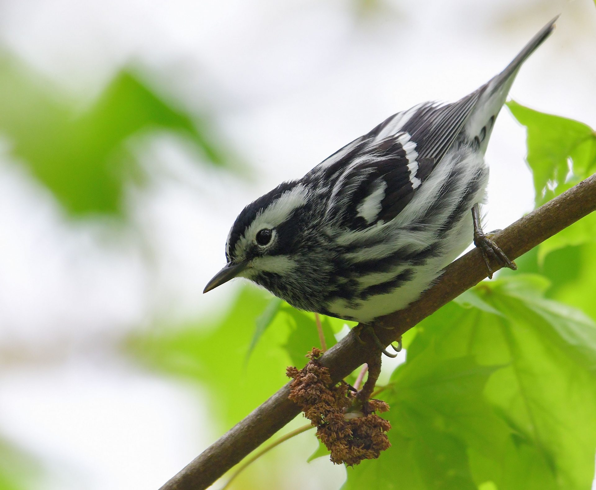 Black and White Warbler